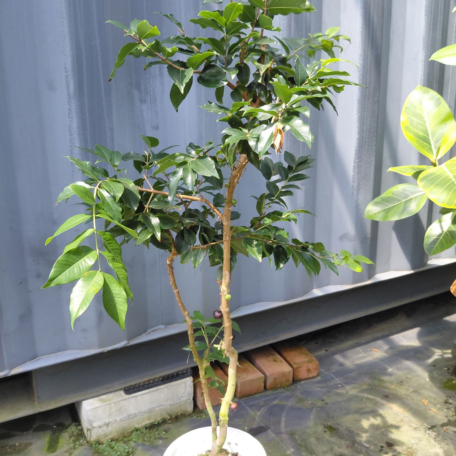 ジャボチカバ　中葉種　7号鉢　M7-01 ジャボチカバ 中葉種 7号鉢 M7-01