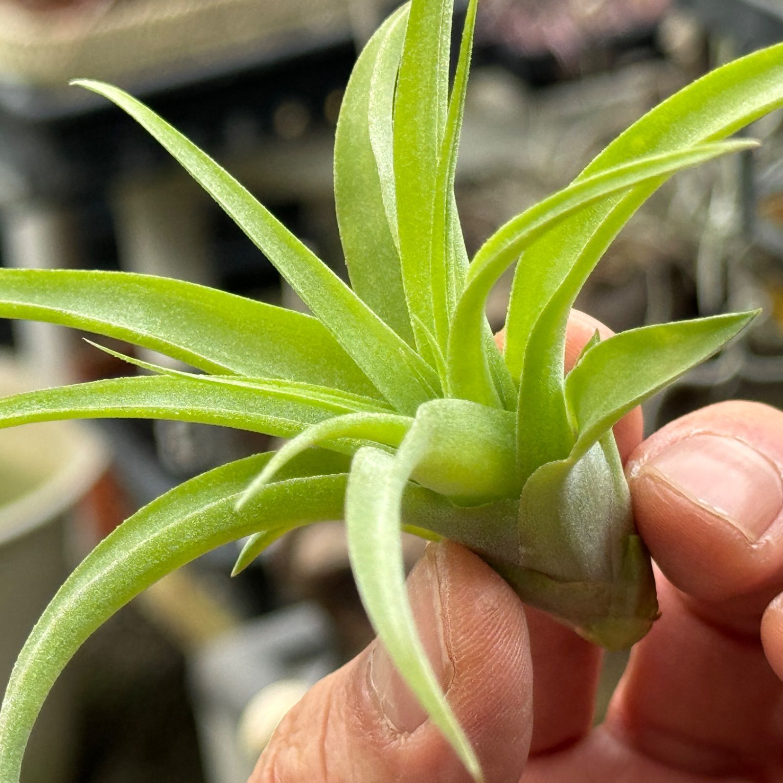 チランジア ストレプトフィラ×キセログラフィカ Tillandsia streptophylla × Tillandsia  xerographica＊エアプランツ＠フラワーショップ江口 - メルカリ