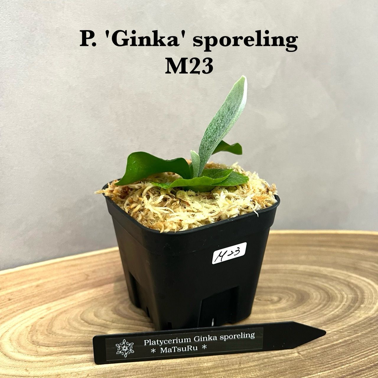 ◉複数購入歓迎◉ ギンカ 銀華 ビカクシダ P. 'Ginka' sporeling 胞子