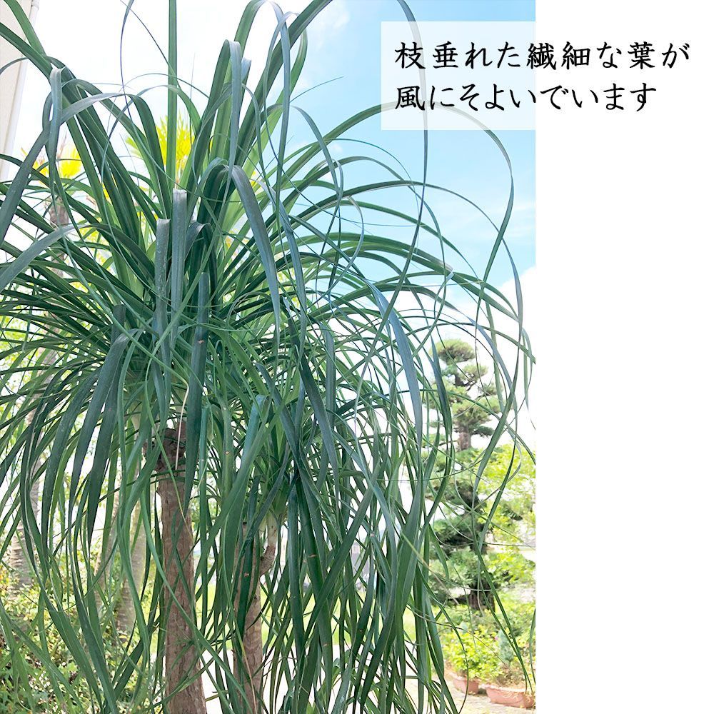 観葉植物 大型 トックリラン ノリナ ブランチ 【現品】 アウトレット 10号 白陶器鉢 受皿付 ポニーテール おしゃれ 鉢植え インテリア 送料無料  - メルカリ