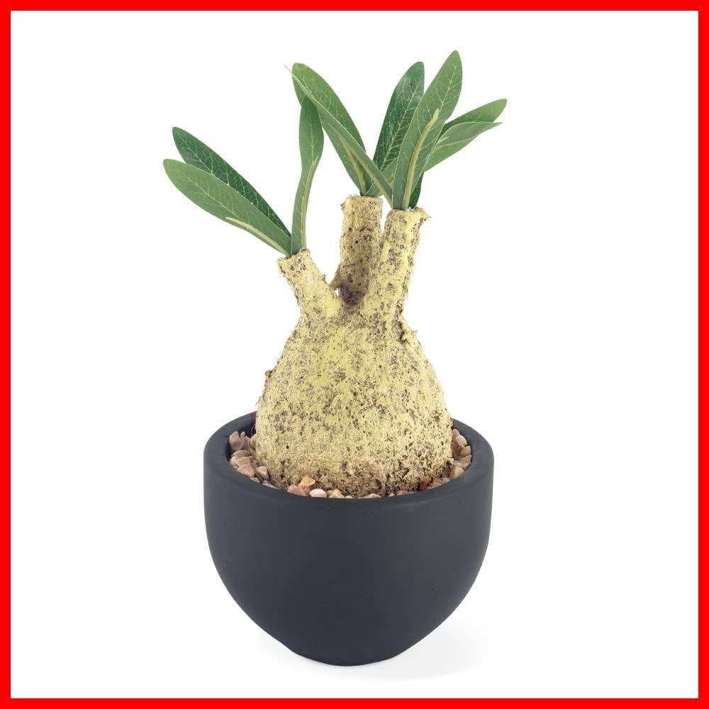 在庫セール 消臭アーティフィシャルグリーン グリーナリーライフ Gracilius エクリア コーデックス Sサイズ グラキリス 1個 フェイクグリーン