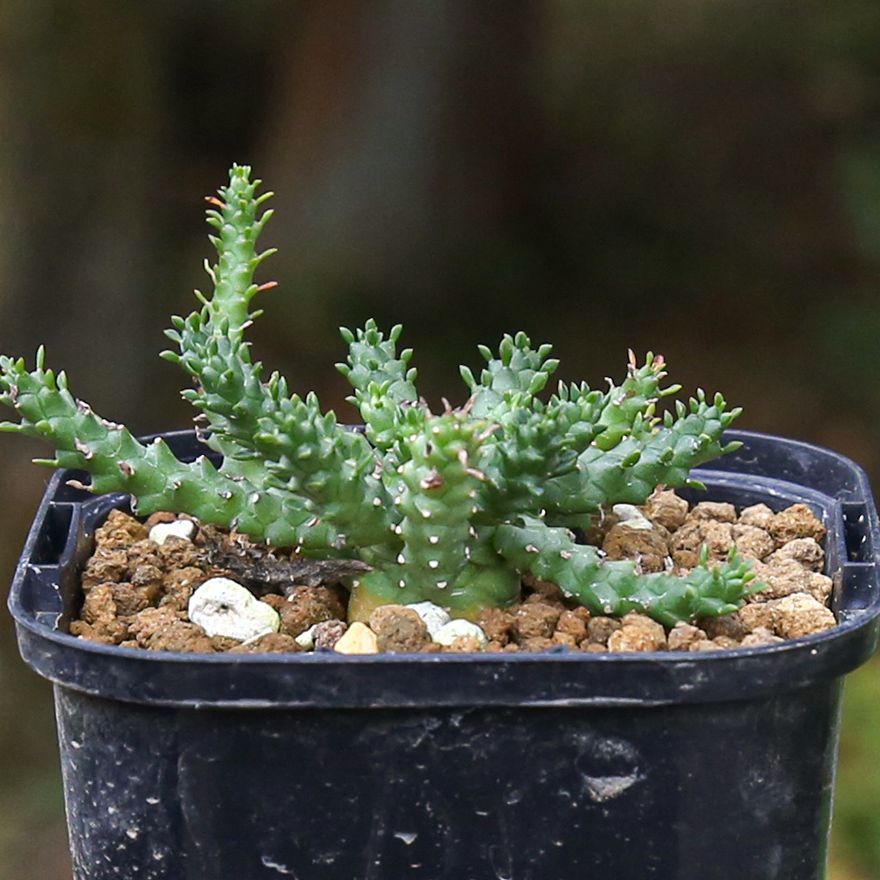 ユーフォルビア　ゴルゴニス ユーフォルビア ゴルゴニス｜実生｜EG02 - メルカリ