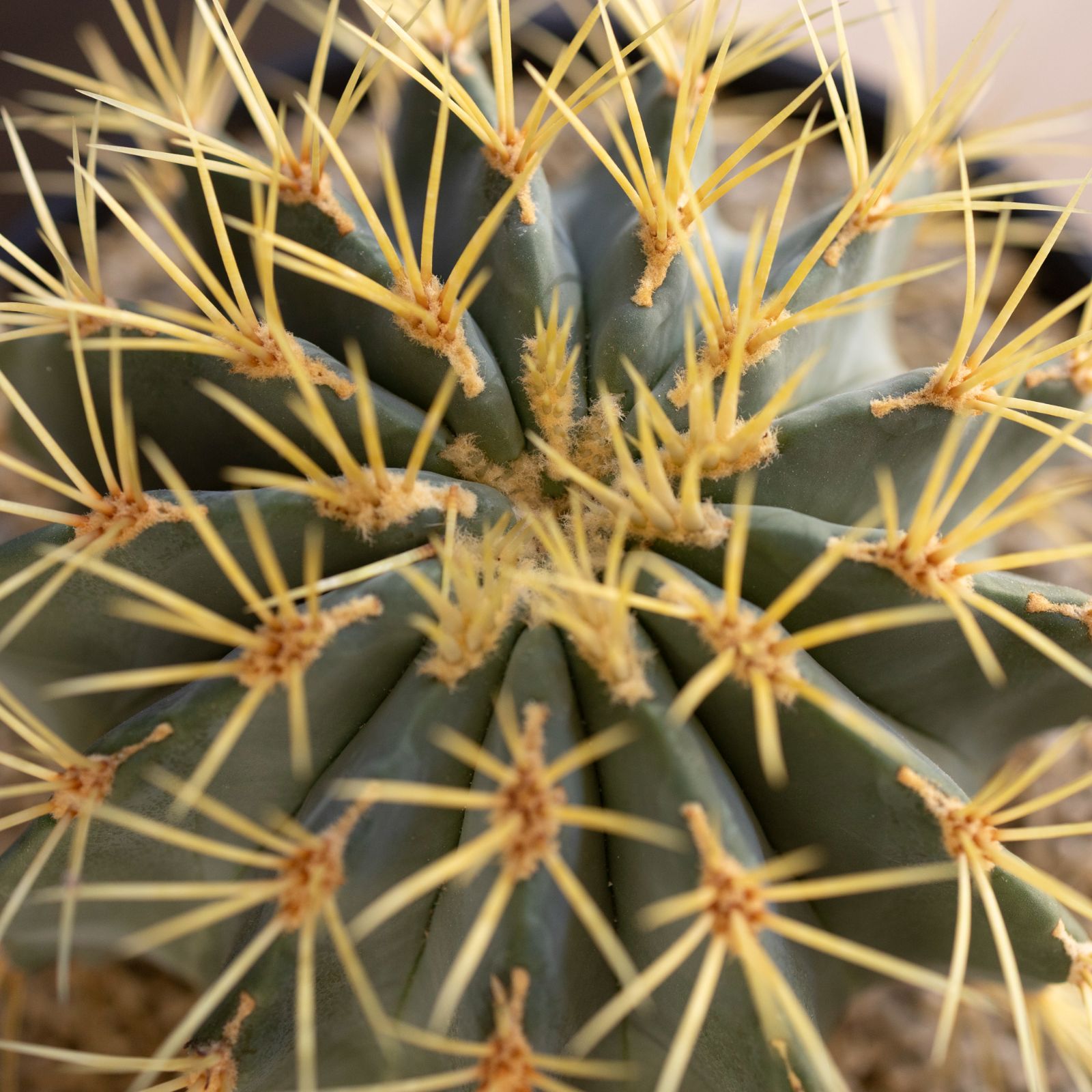 発根済】24cm 王冠竜 フェロカクタス ブルーバレルカクタス サボテン 7