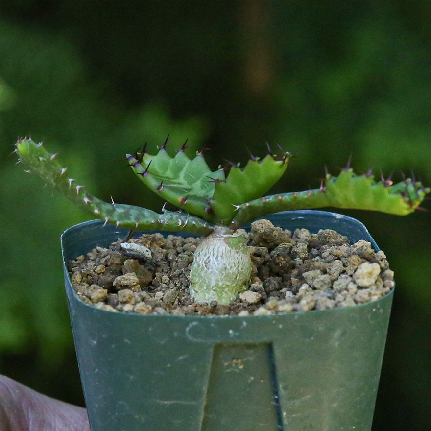 デュラ 実生 鉢植えメルカリ便送料込み らくらくメルカリ便(鉢ごと発送)料金 - メルカリ