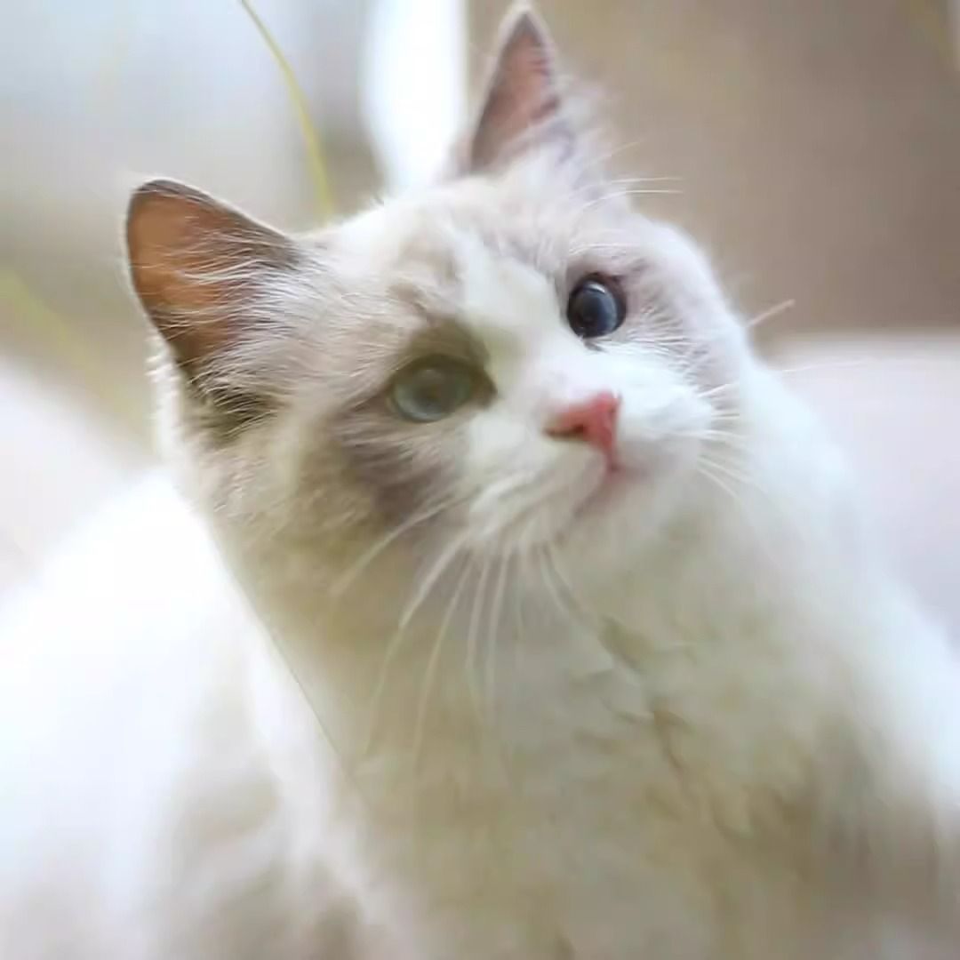 ナチュラル 脚付き