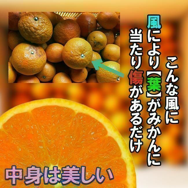 【激甘】ほぼ無農薬の有田みかん【清見】（傷多め・訳あり) 10kg-1