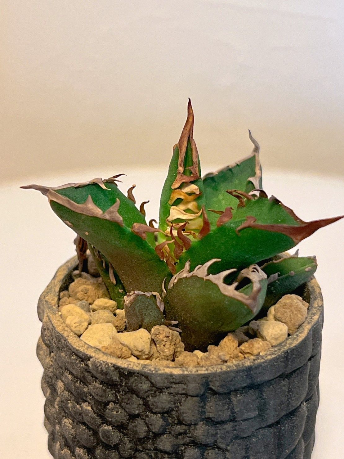 耐寒性ユッカ フィリフェラ幹立ち大株◇南国ドライガーデン サボテン