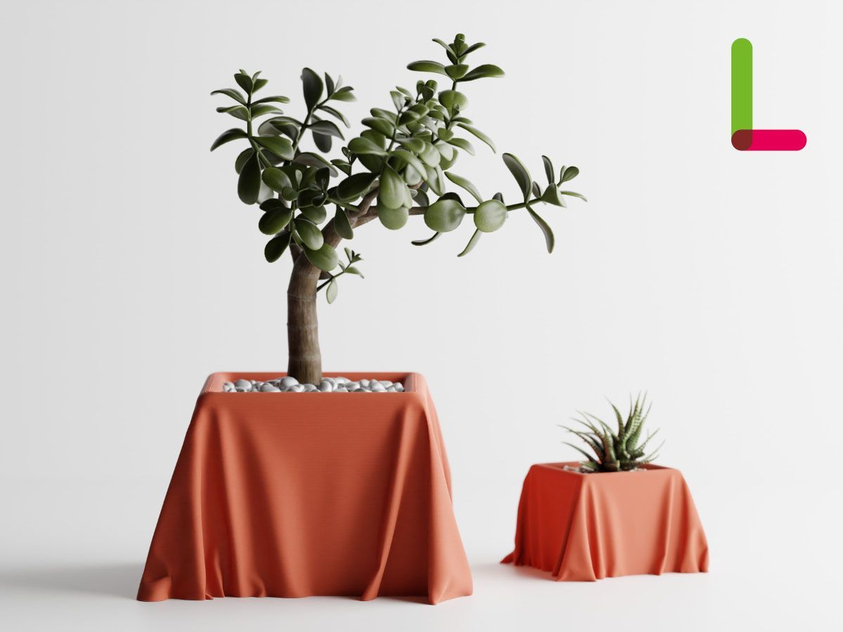 アガベ チタノタ 悪魔くん（シシリアメリクロン）KMC GREENE特注伝市鉢