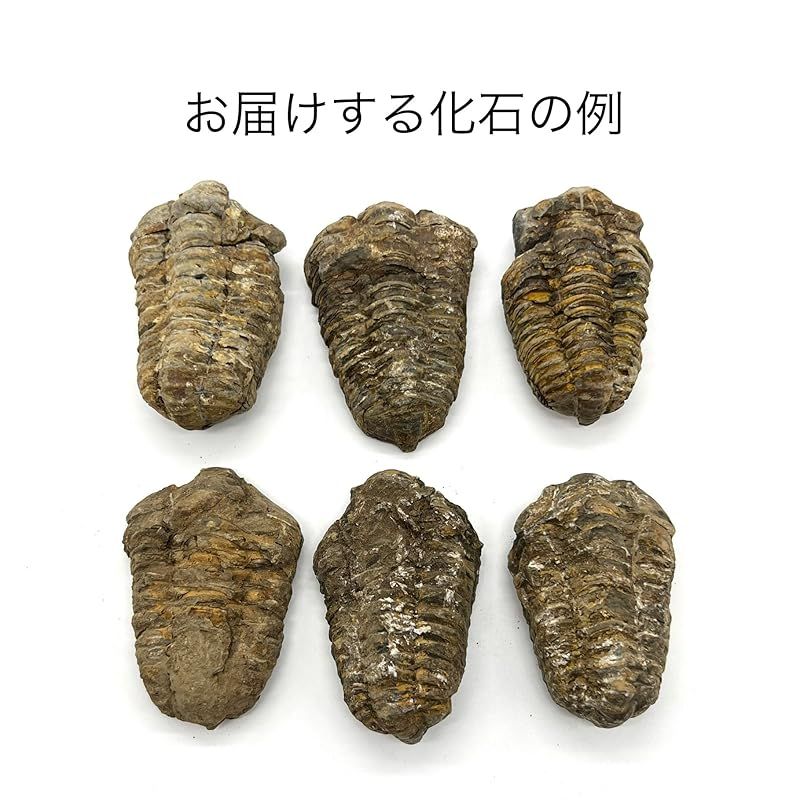 つくしサイエンス 三葉虫 化石 恐竜 本物 古生代 モロッコ産 (6-7cm