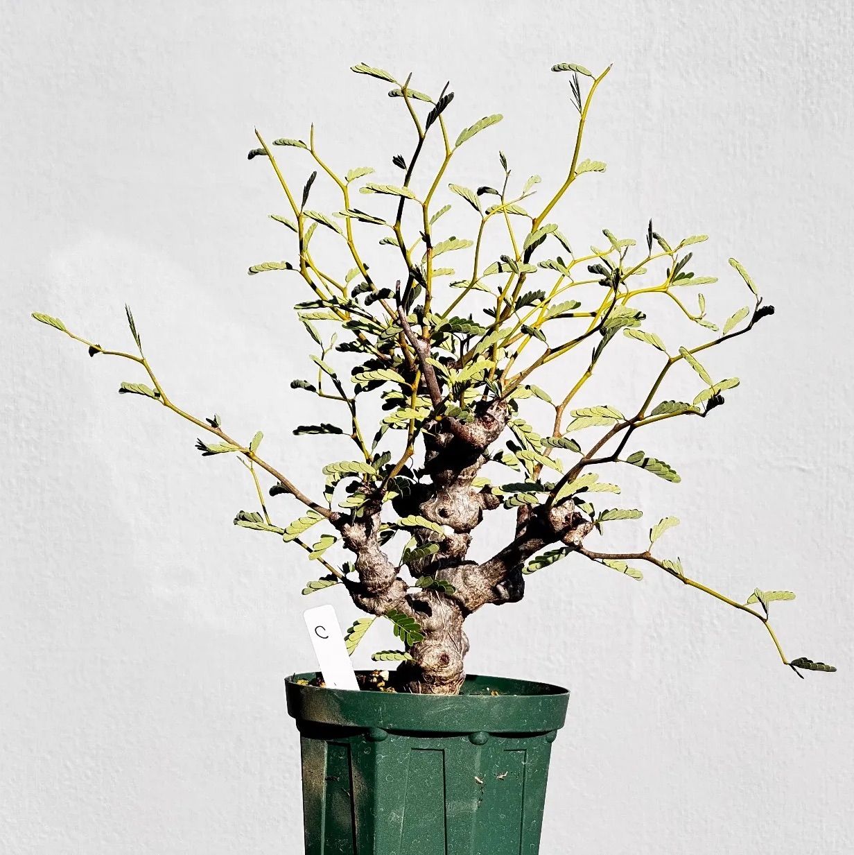 センナ・メリディオナリス 3.5号 塊根植物 コーデックス