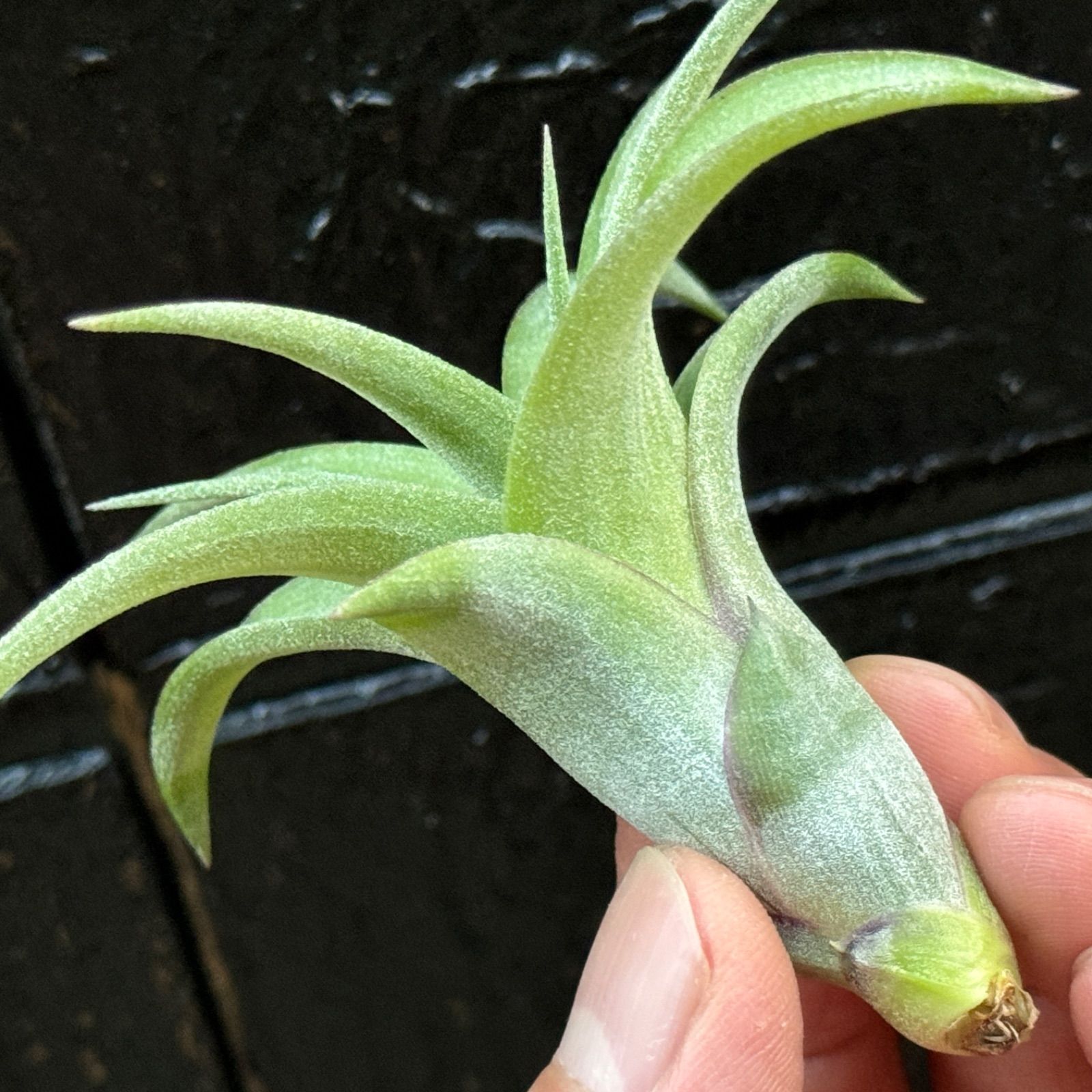 チランジア ストレプトフィラ×キセログラフィカ Tillandsia