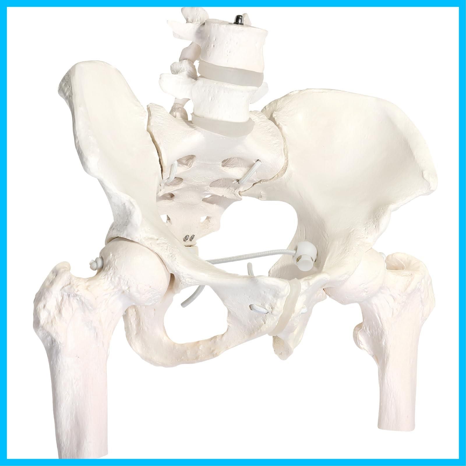 KIYOMARU グイッと動かせる大腿骨付き骨盤模型 人体模型 骨模型 理学 