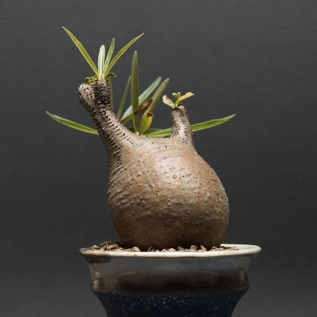 発根済】Pachypodium gracilius(パキポディウム・グラキリス