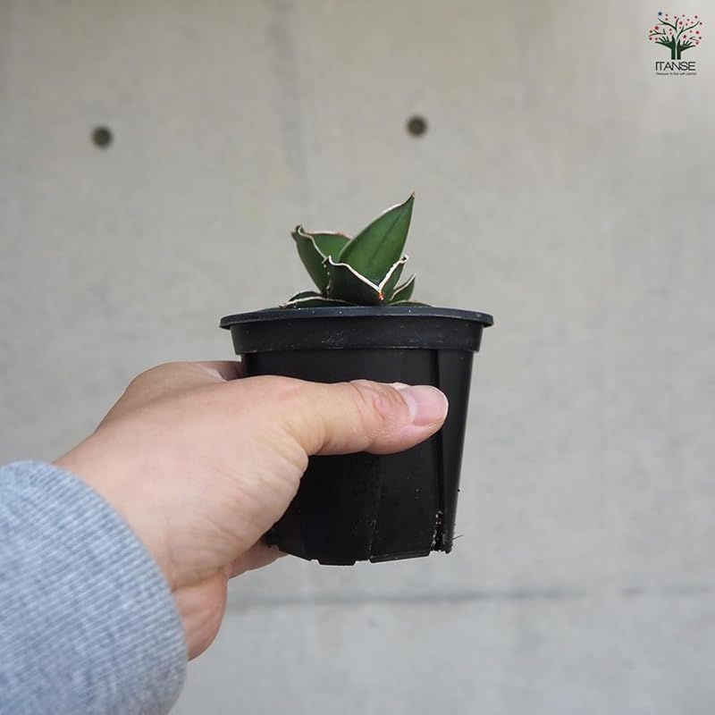 サムライドワーフ トラノオ