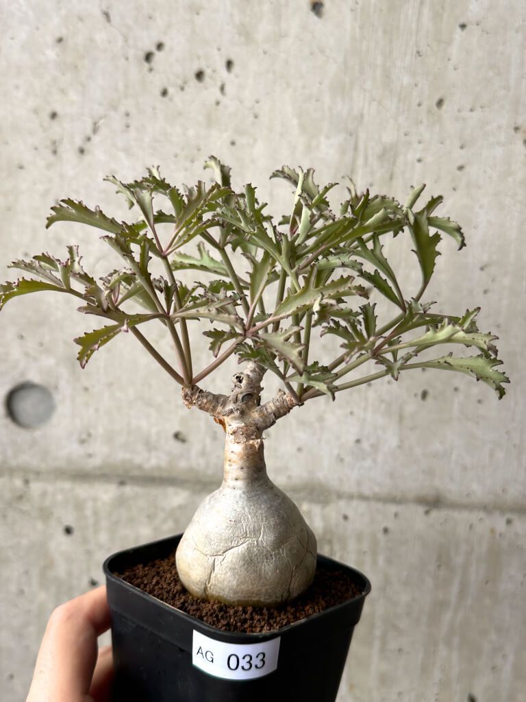 キフォステンマ ベティフォルメ （発根済み）【ソマリア産】RF22901