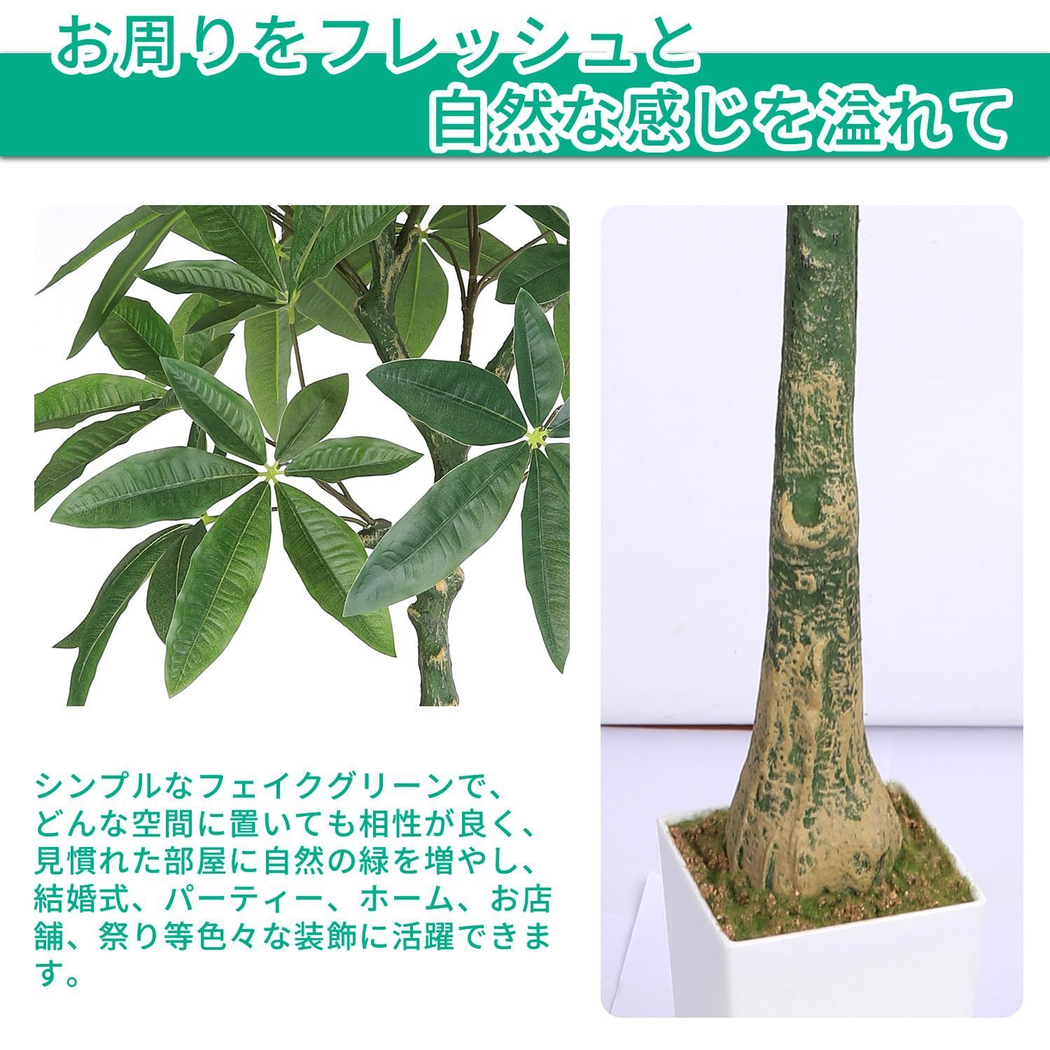 パキラ