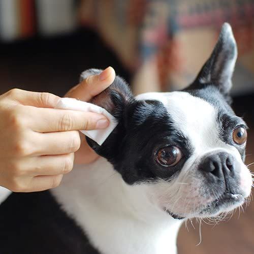 WAFONA オールインワンスプレー 詰替え用 2000ml 全身ケア 除菌 消臭 犬用品 STEELWINDOWSANDDOORS_COM