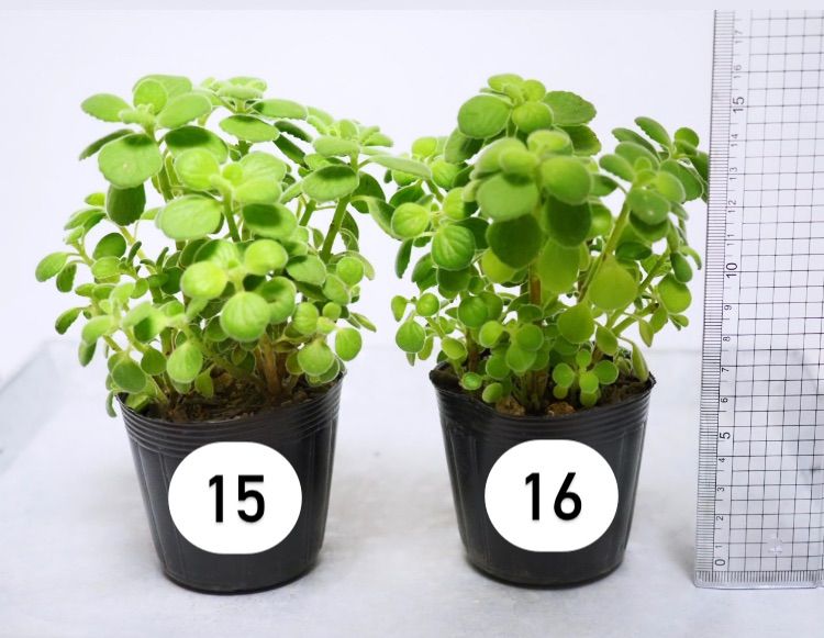 アロマティカス ポットごと発送！無農薬 多肉植物/ハーブ　ｍ24 アロマティカス ポットごと発送！多肉植物/ハーブ 木化 - メルカリ