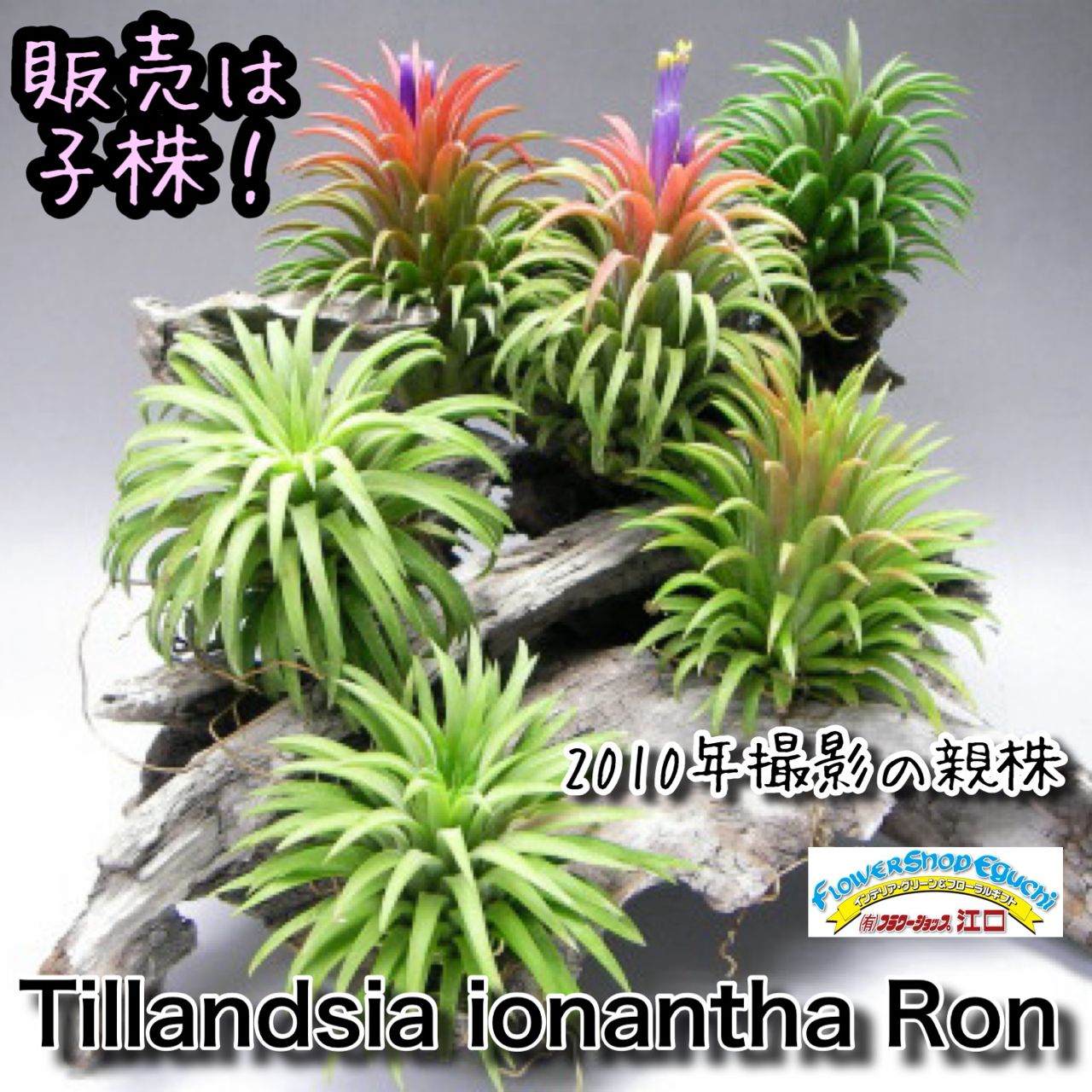 子株＊チランジア イオナンタ ロン Tillandsia ionantha Ron