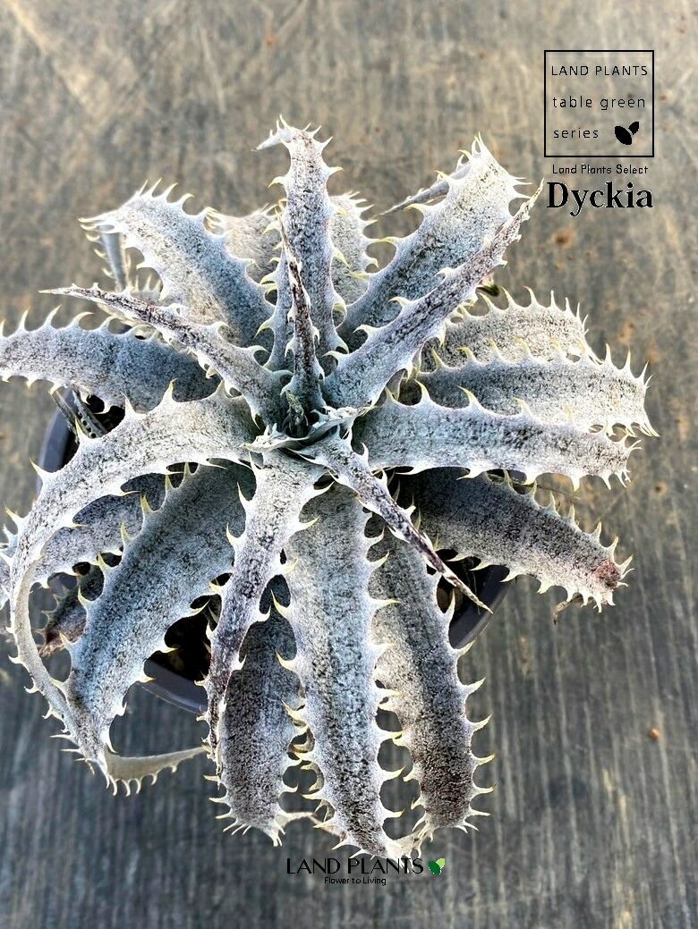 Demianlandia ディッキア（グランマルニエル）1鉢 3.5号 白色 プラスチック鉢 ディッキアグランマルニエ Dyckia 'Grand Marn - メルカリ