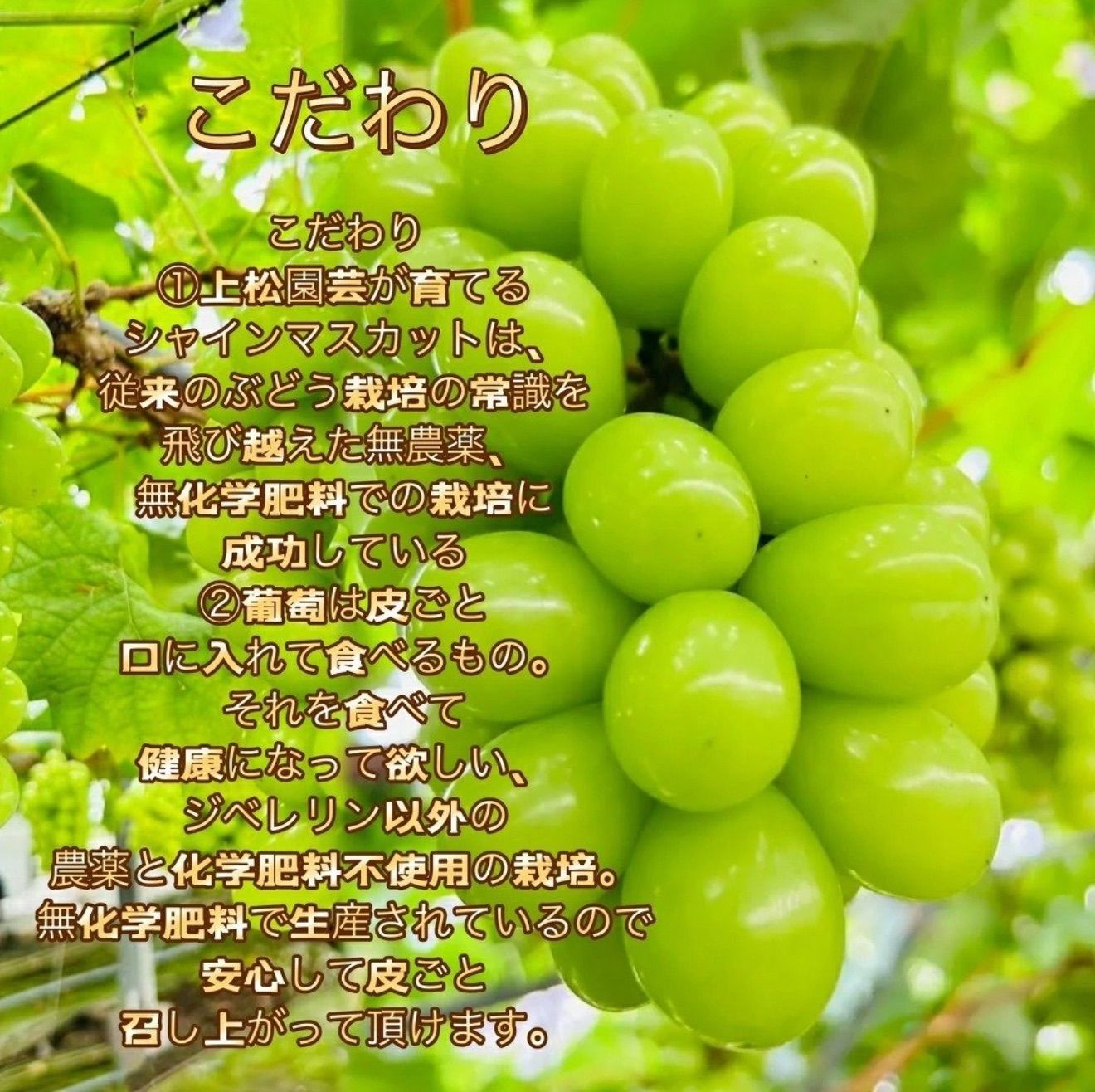 岡山シャインマスカット農薬不使用2kg大粒秀品完熟種無し糖度16以上