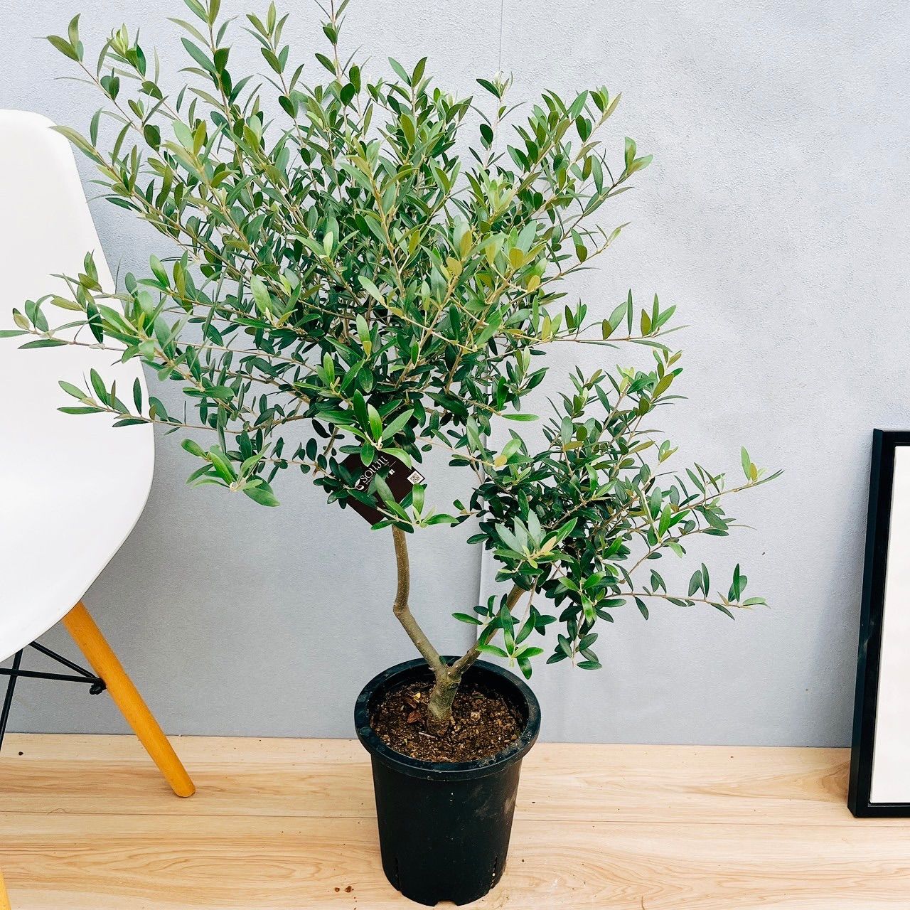 オリーブ　ピクアル　オリーブの木　創樹　幹太souju 7号 オリーブ ピクアル オリーブの木 創樹 幹太souju 7号 ⑤ オリーブの木