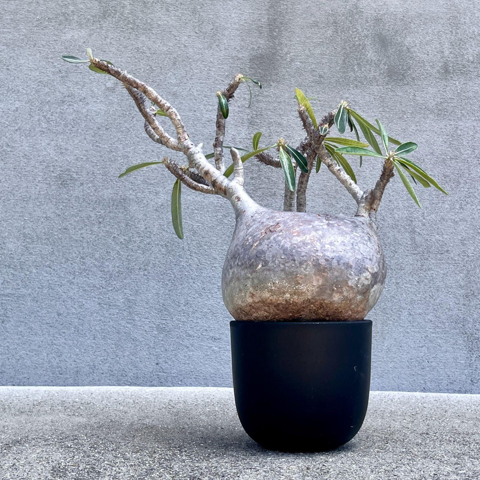 パキポディウム　グラキリス　現地球 発根株　緑肌　（鉢付き） パキポディウム・グラキリス｜Pachypodium gracilius 現地球 発