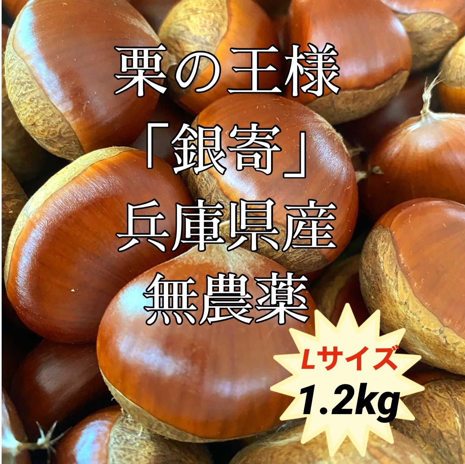 生栗(無農薬)1.2キロ - 果物