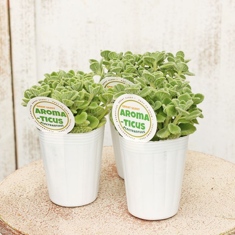 メルカリshops 花ハーブ苗 アロマティカス キューバンオレガノ 芳香 育てやすい