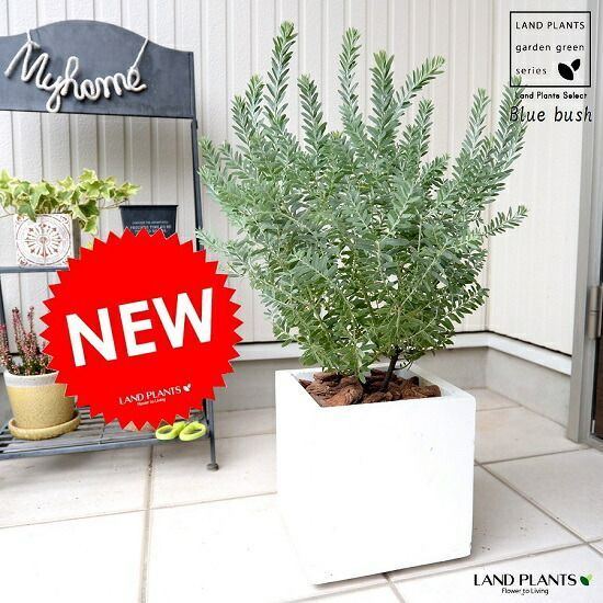 オリーブ太木挿 古木 盆栽極太 塊根 太枝 鉢植え 幹直径 5センチ 6号鉢