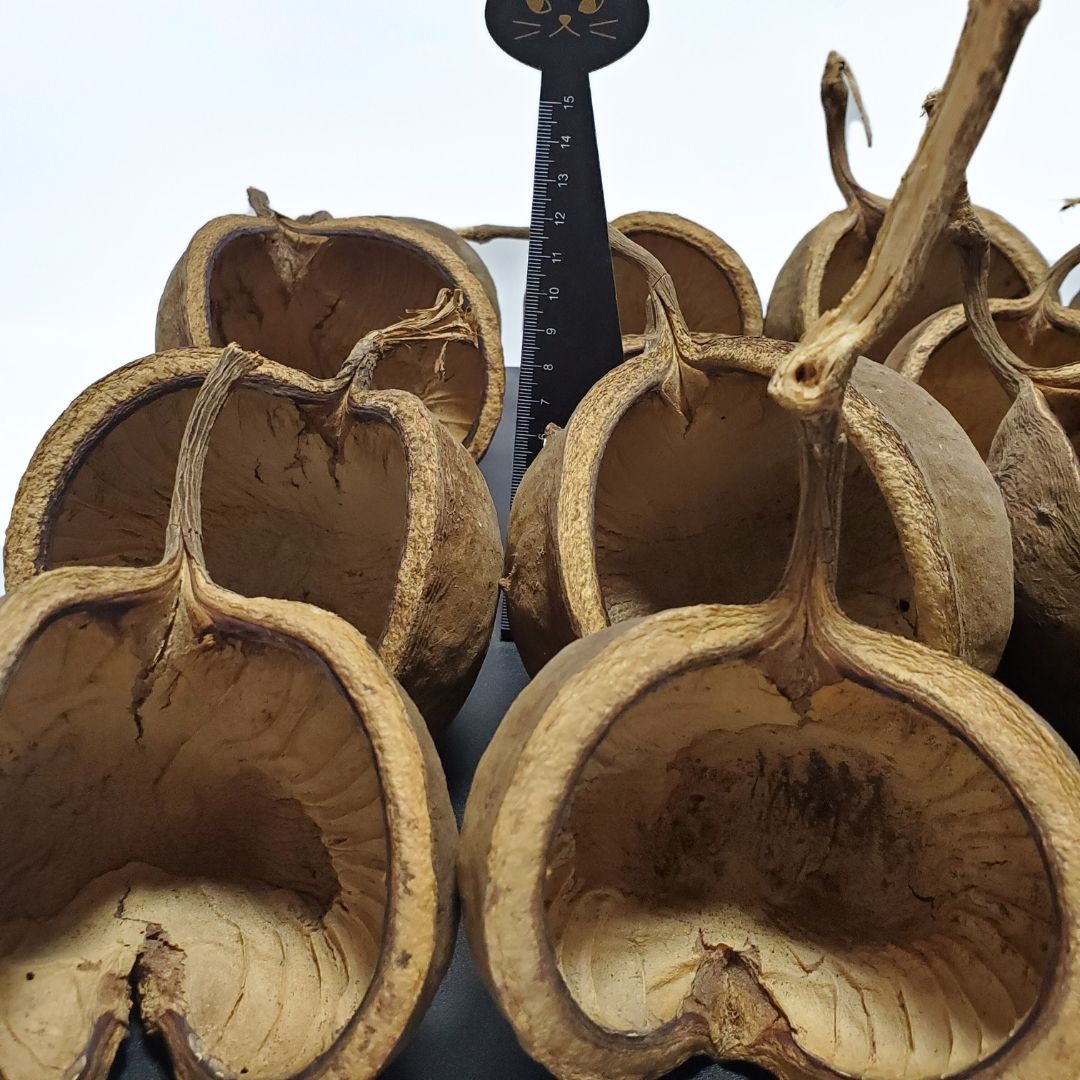 ブッダナッツ 割引有