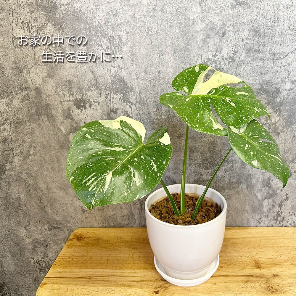 観葉植物 【希少品種】 モンステラ デリシオーサ タイコンステレーション 斑入り 7号 白エッグ型陶器鉢 受皿付き おしゃれ 鉢植え 誕生日 開店祝  引越祝 新築祝 インテリア 送料無料 - メルカリ