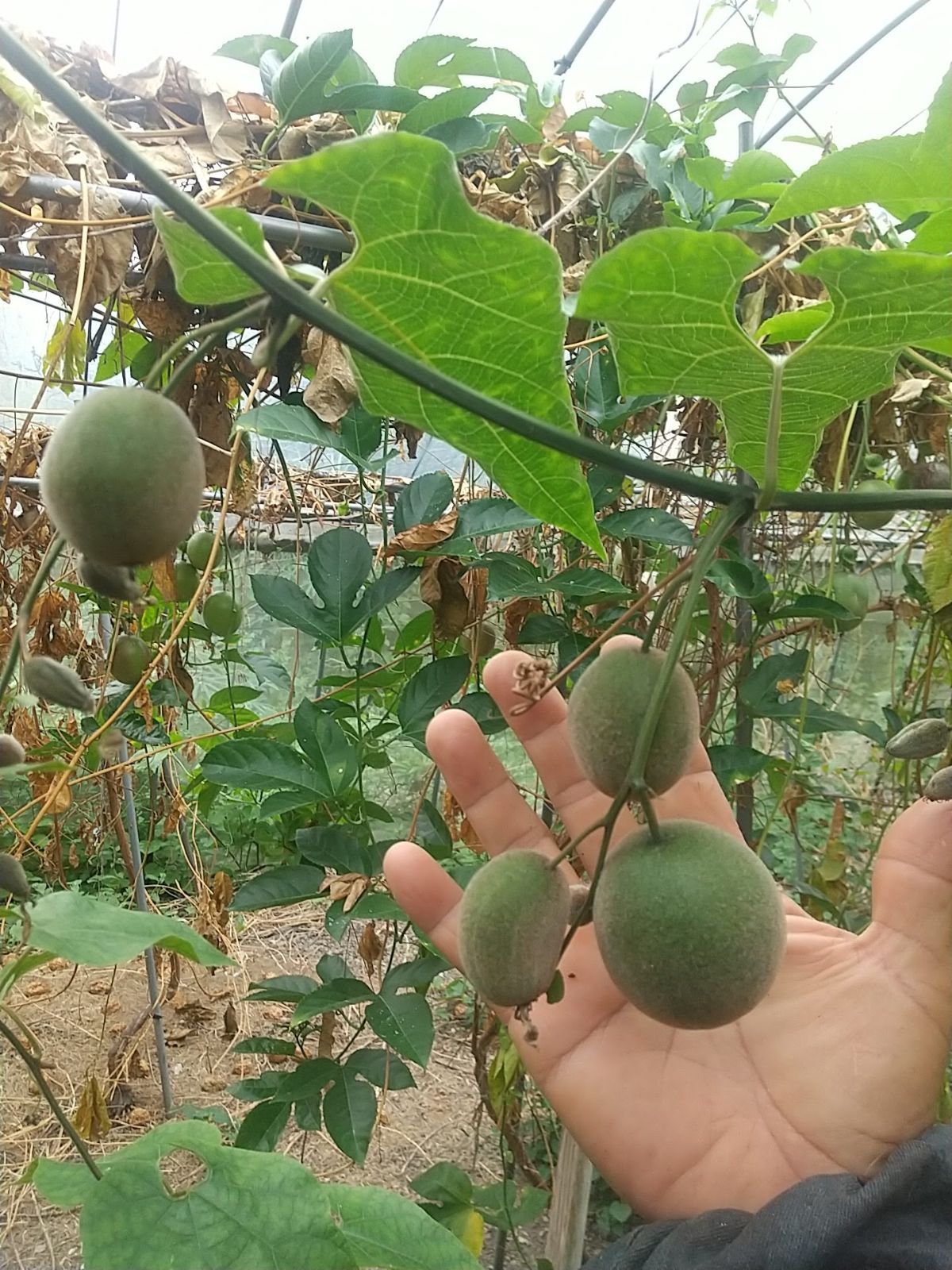 お*わ様 ラカンカ　羅漢果　苗　２本セット ラカンカ 羅漢果 苗 2本セット ラカンカ苗3本セット - メルカリ