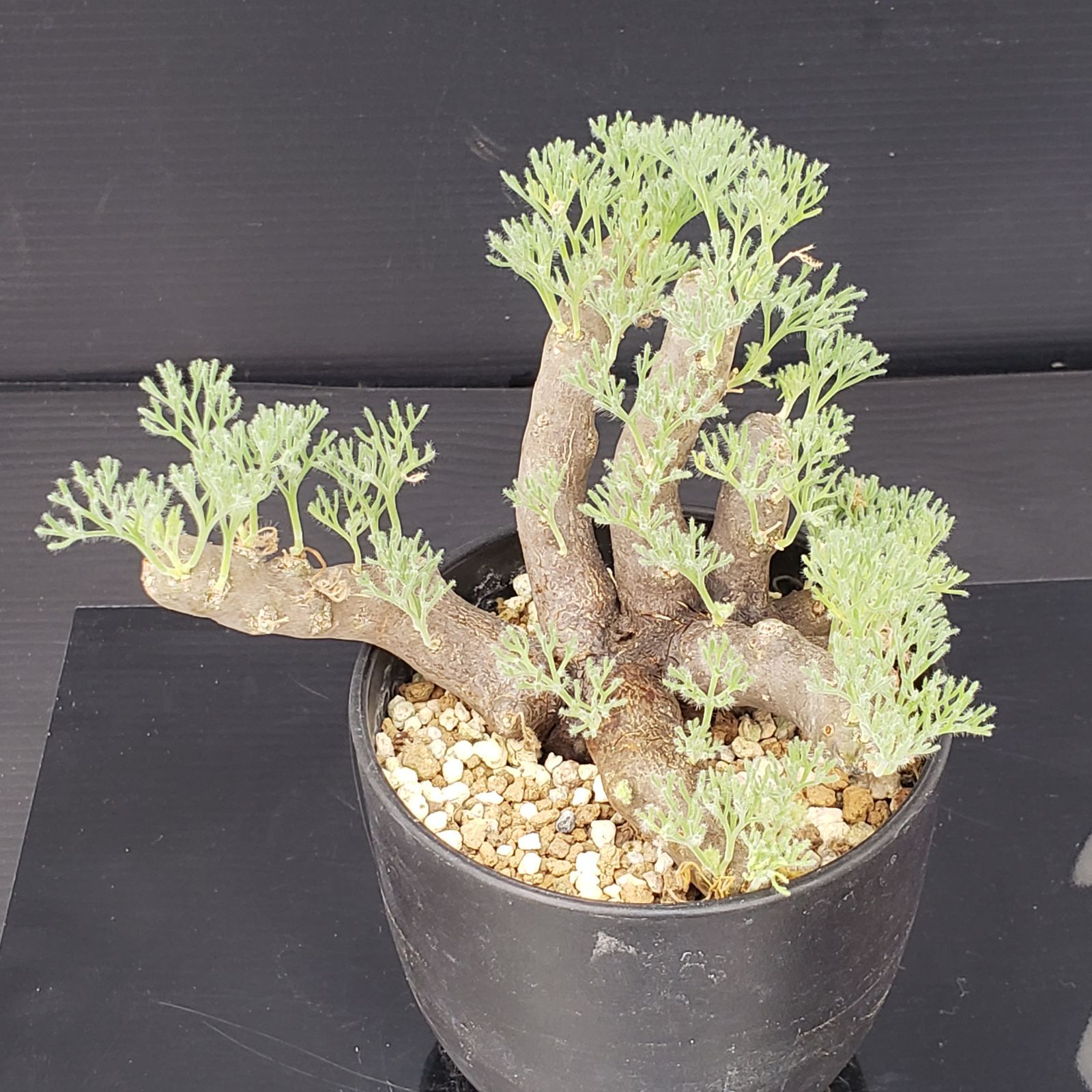 モンソニア ムルチフィダ サルコカウロン ムルチフィズム カタチ製作所