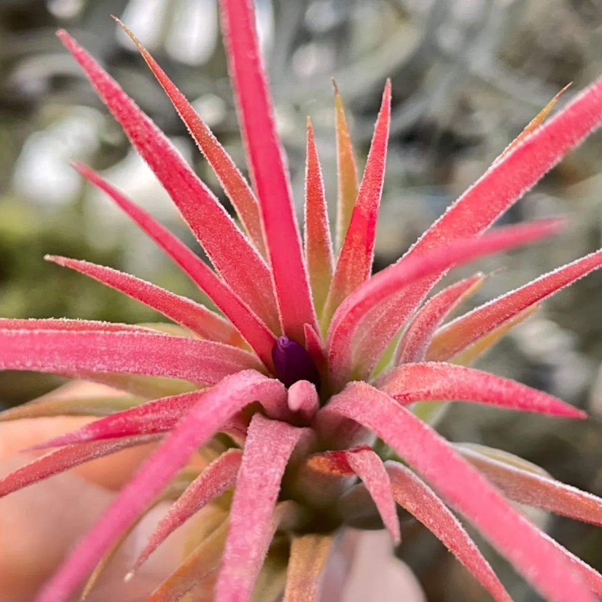 チランジア イオナンタ ホットピンク T. ionantha Hot Pink - メルカリ