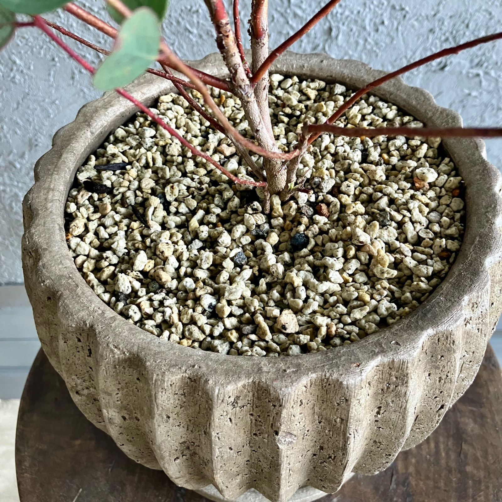 厳選された植物と鉢】ユーカリ ウェブステリアナ 6号 テラコッタ性