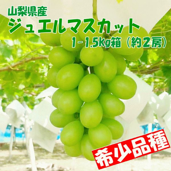 【ジュエルマスカット】約1-1.5kg（2房）山梨産ぶどう８月中旬～９月上旬発送