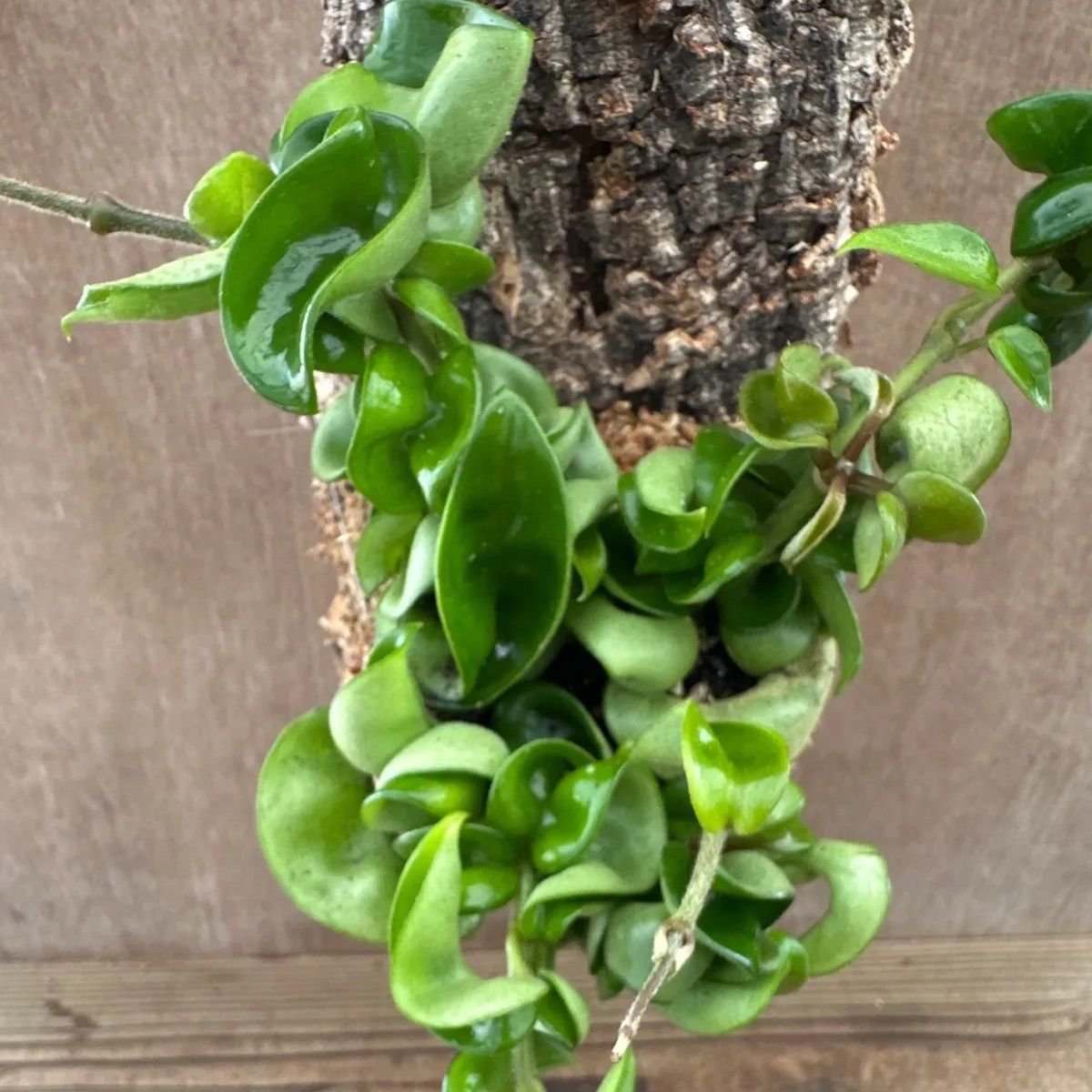 ホヤ カルノーサ コンパクタ コルク付け ③ Hoya carnosa compacta