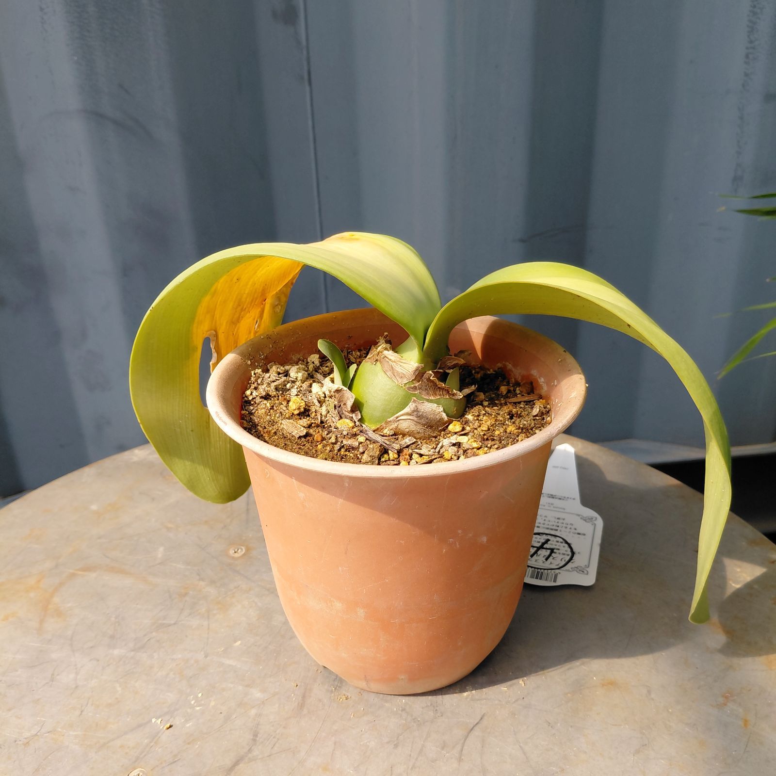 マユハケオモト　赤花　2株入り 鉢ごと発送 マユハケオモト 赤花 2株入り 鉢ごと発送 - メルカリ