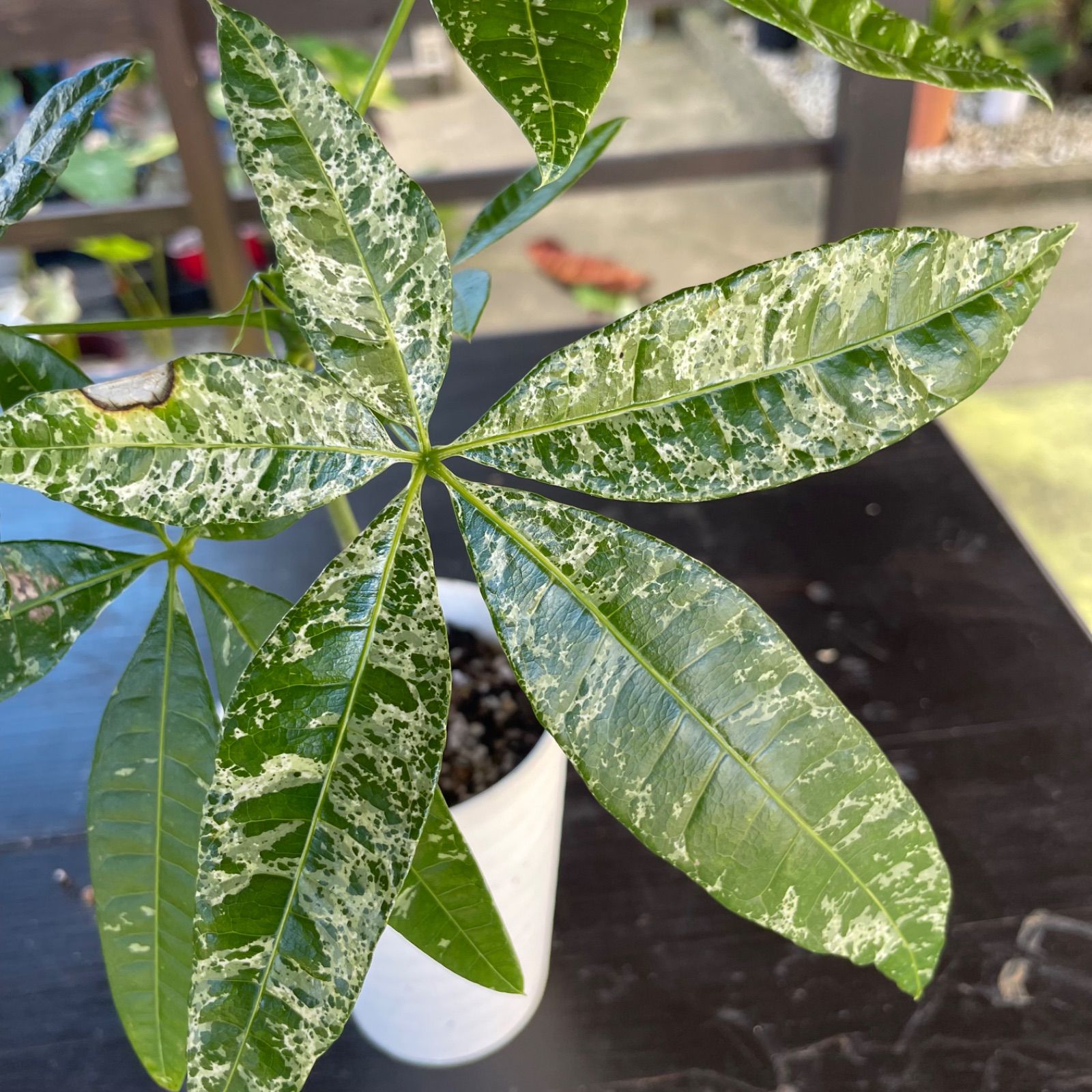 実生株】パキラ ミルキーウェイ Pachira 'Milky Way' パキラ