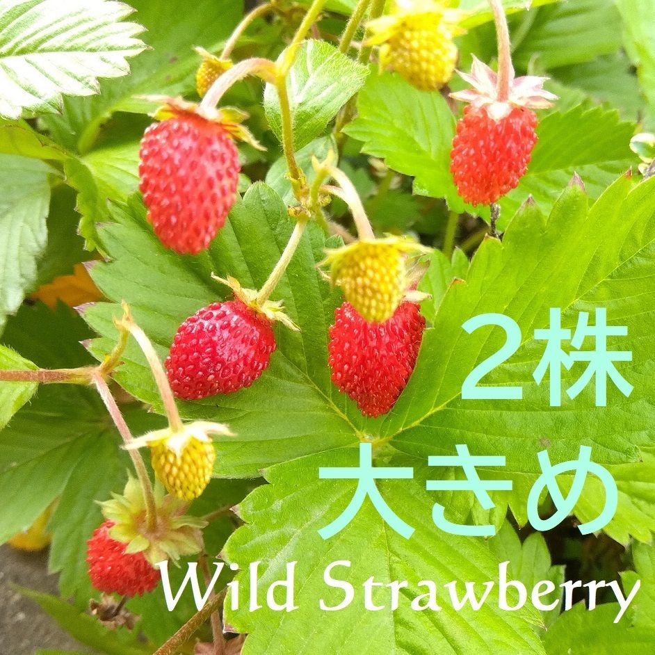 ネコポス】大きめ2株*＊○ワイルドストロベリー＊*○土付き抜き苗 農薬