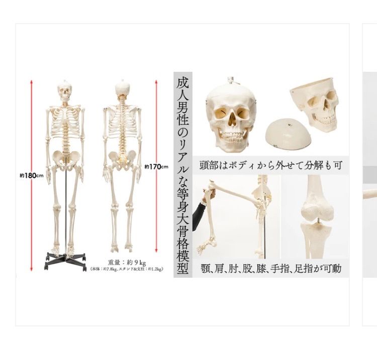 1743 等身大 人体模型 170cm 神経根有り 全身骨格模型 人骨模型 全身模型