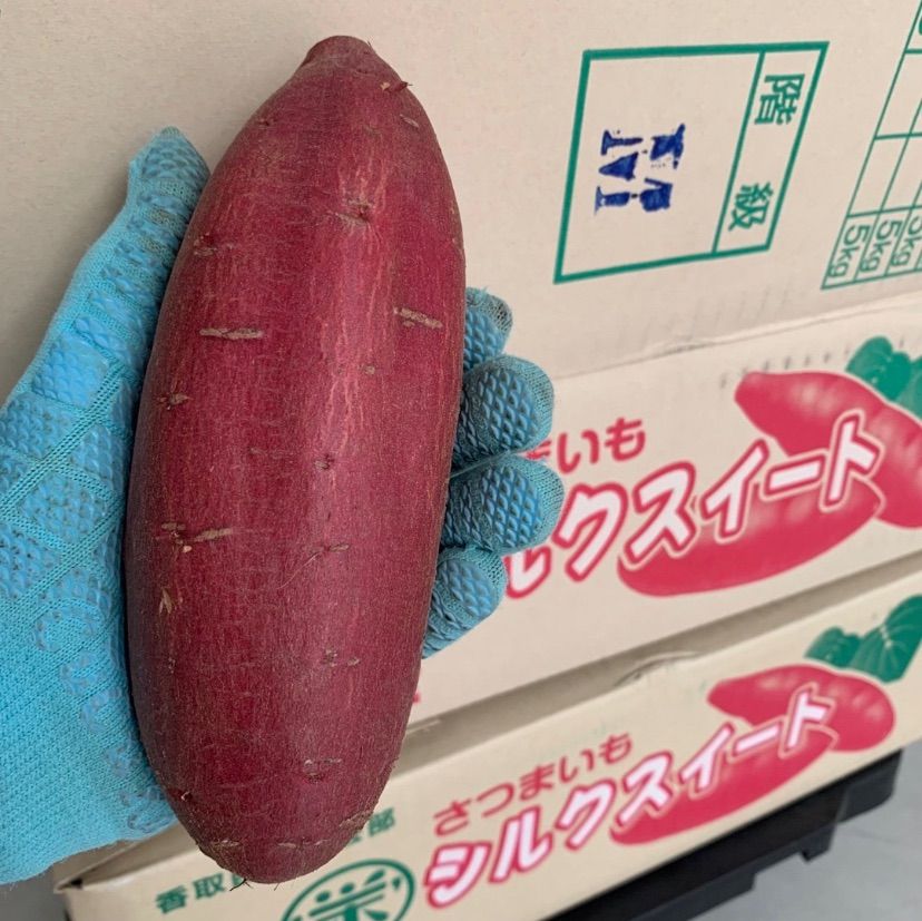 千葉県かとり産 シルクスイート Mサイズ 約20kg 5kgX4箱 お