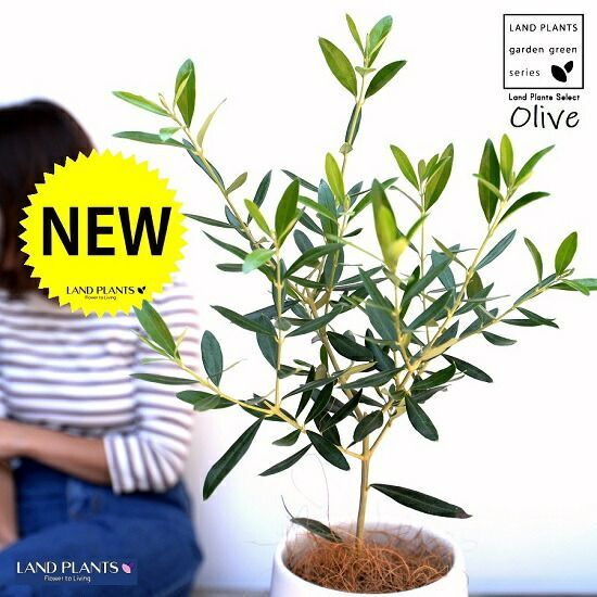 億万長者の金運オイル術掛け❇️超パワーストーン】