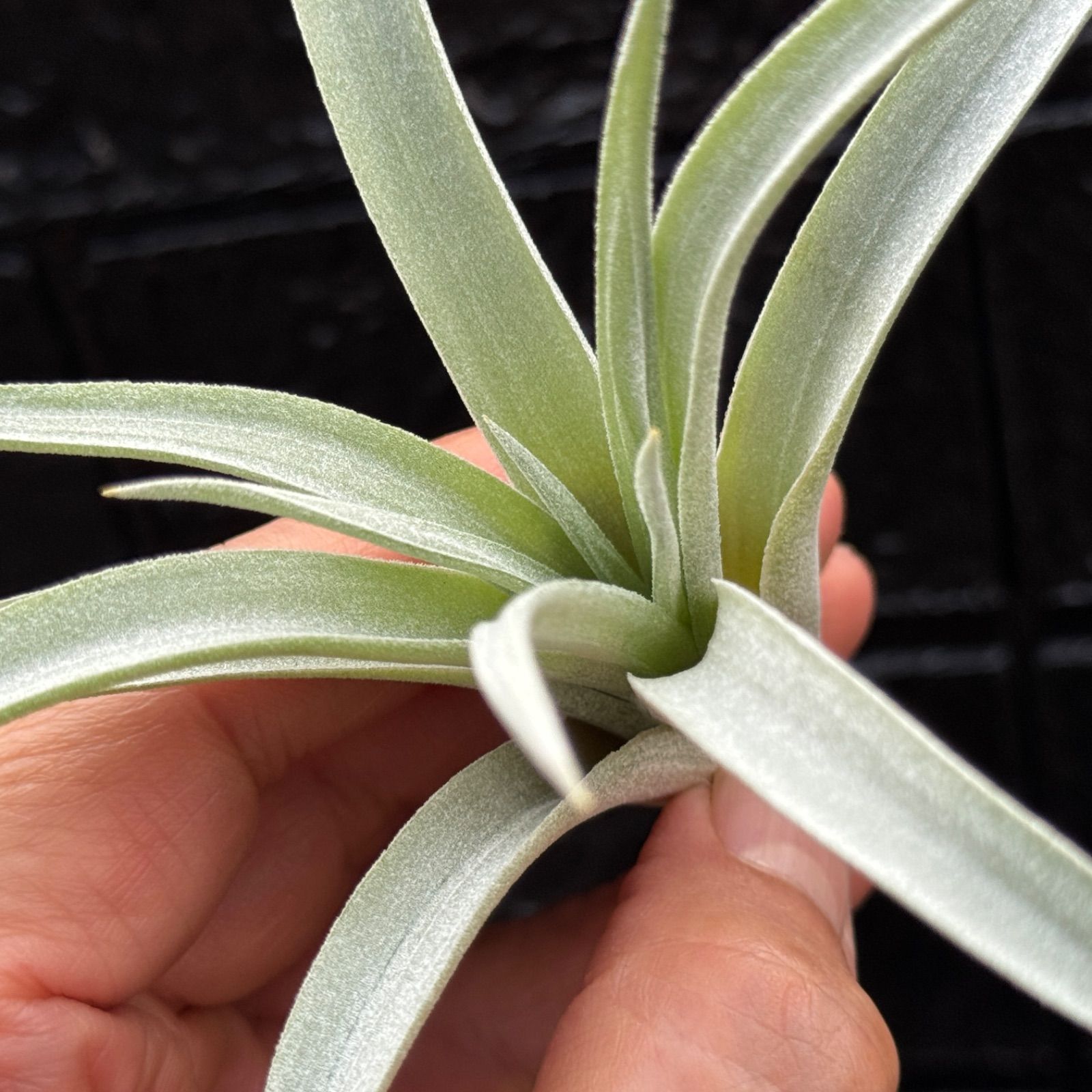 チランジア ハリシー×(キセログラフィカ×ブラキカウロス