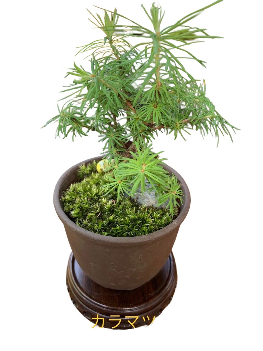 唐松（カラマツ）盆栽 SS003 盆栽創 / 唐松（カラマツ）盆栽 SS003