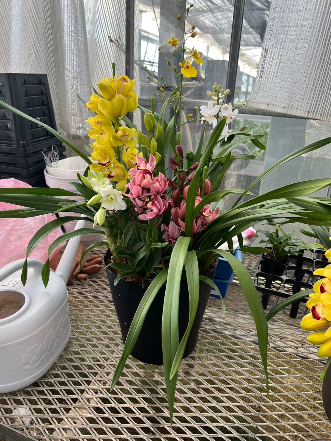 洋蘭 シンビジューム寄せ植え 10号