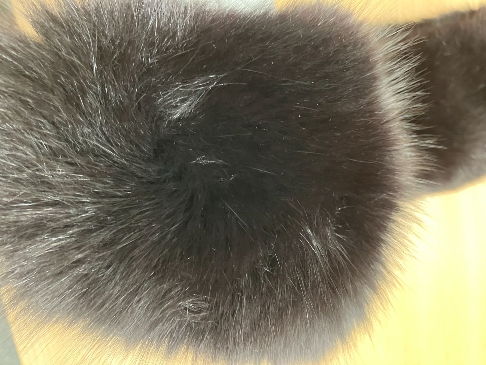 サガフォックスリアルファー付き |