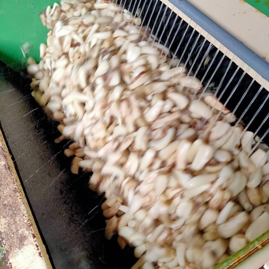 農薬：栽培期間中不使用】砂丘らっきょう 10kg 洗いらっきょう 鳥取  