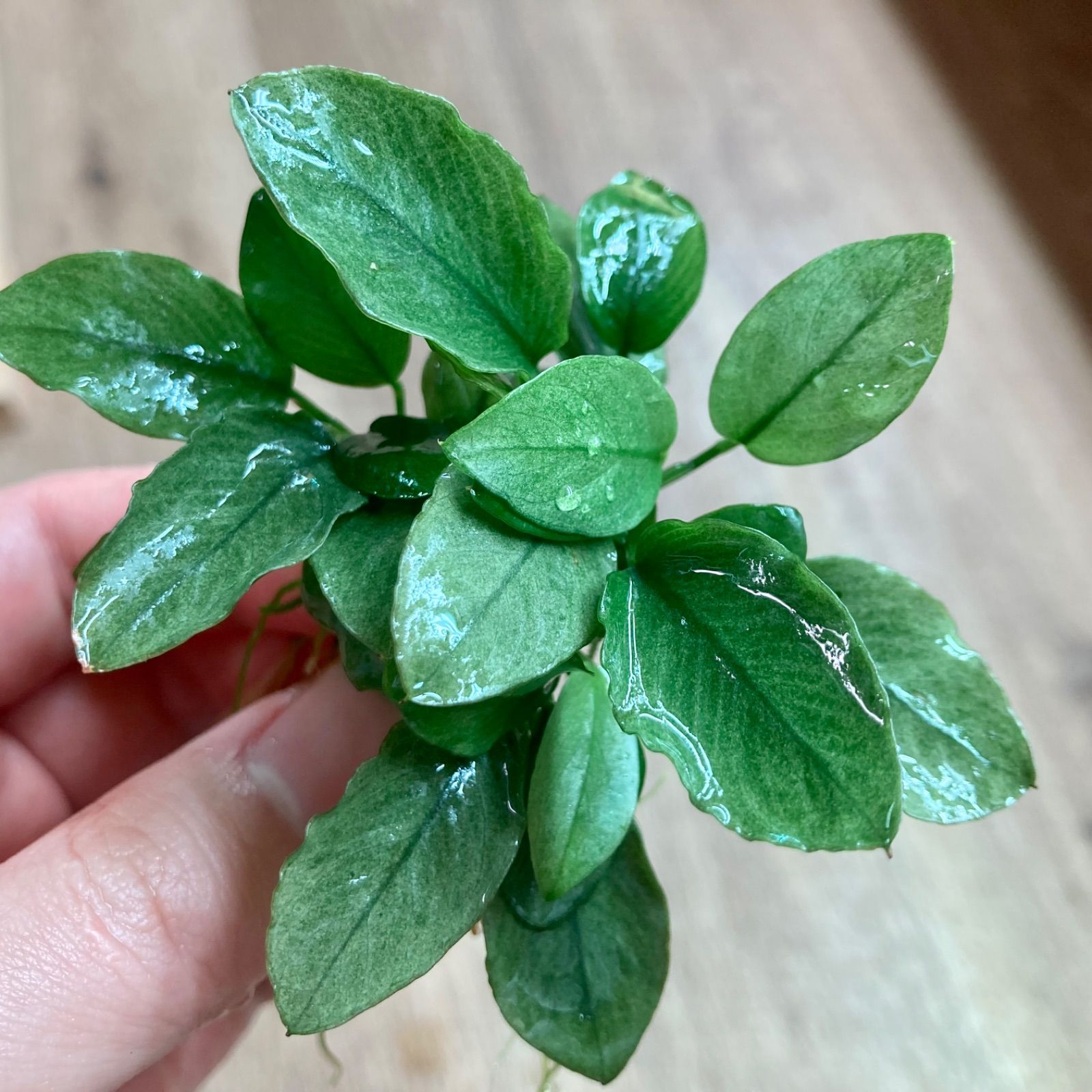 アヌビアスジェイド【抜き苗】1ポット分 - メルカリ